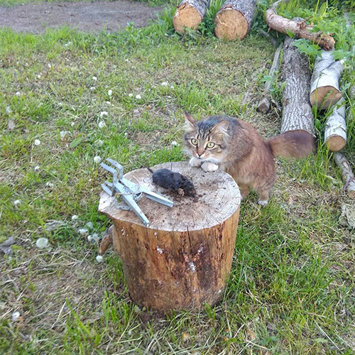 Последние изменения в городе
 Семилуки