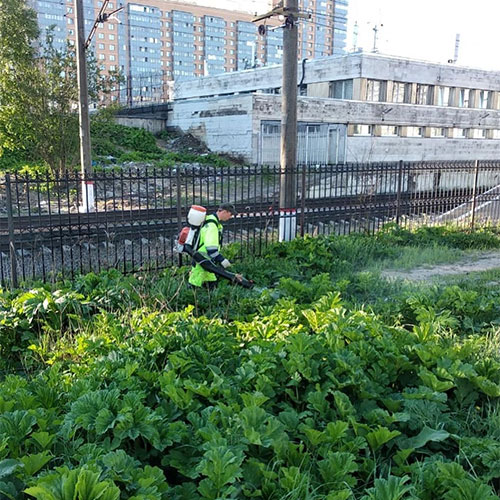 Обновление товаров и услуг в районе
 Сосновый-Бор-С